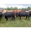 Image 2 : Taylor Enterprises Inc. - 920# September Grass Steers - 53 Head (Wawota, SK)