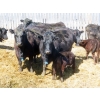 Image 8 : Leib Farm & Ranch Ltd. - 20 Black Angus/Black Angus X Pairs (Southey, SK)
