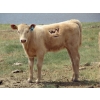 Image 7 : Wolfer Ranching/Wolfer Cattle Co. - 575# October Delivery Heifer Calves - 60 Head (Tilley, AB)