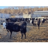 Image 10 : Bircham Ranch - 900# January Delivery Steers - 135 Head (Piapot, SK)