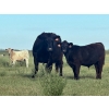 Image 8 : Darcy, Colton & Blake Reinhardt - 650# Steer Calves - 95 Head (Nightingale, AB)