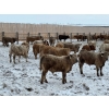 Image 5 : Franklin Cattle Co. - 680# February Delivery Steers - 140 Head (Grenfell, SK)