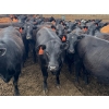 Image 2 : Kelsey Porter Inc. - 900# May Delivery Heifers - 280 Head (Burdett, AB)