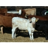 Image 3 : Two River Ranch - 900# February Delivery Weaned Heifers - 210 Head (Monarch, AB)