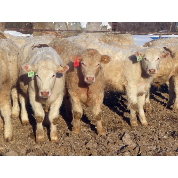 Munro Farms - 980# March Delivery Steers - 140 Head (Kelwood, MB)