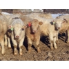 Image 1 : Munro Farms - 980# March Delivery Steers - 140 Head (Kelwood, MB)