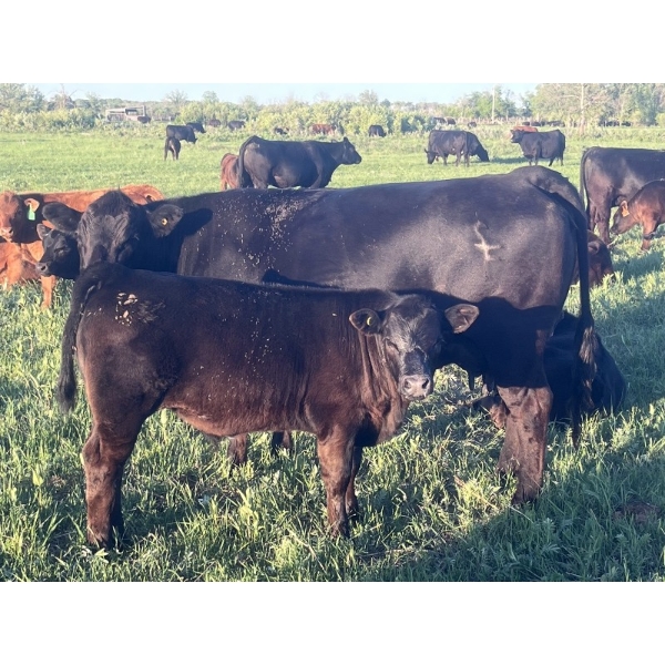Stellar Farms - 670# October Delivery Steer Calves - 88 Head (Moosehorn, MB) VBP+