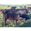 Image 1 : Stellar Farms - 670# October Delivery Steer Calves - 88 Head (Moosehorn, MB) VBP+