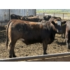 Image 6 : Dun Rite Stock & Stables - 1050# September Delivery Open Heifers - 60 Head (Bentley, AB)