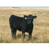 Image 3 : Standing Farms - 560# October Delivery Steer Calves - 105 Head (Hanna, AB)