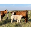 Image 1 : Border View Ranch - 540# October Delivery Heifer Calves - 65 Head (Coronach, SK)