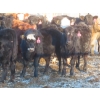 Image 7 : Willowside Ranch - 660# April Delivery Heifers - 54 Head (Vibank, SK)