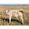 Image 14 : Darcy, Colton & Blake Reinhardt - 700# October Delivery Steer Calves - 88 Head (Nightingale, AB)