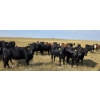 Image 2 : Twin Bridges Ranch - 865# September Delivery Grass Heifers - 153 Head (Maple Creek, SK)