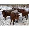 Image 4 : Helland Land & Cattle Co. Ltd. - 932# March/April Delivery Steers - 39 Head (Lomond, AB)