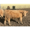 Image 6 : Hawk Ranching - 990# April Delivery Steers - 174 Head (Nanton, AB)