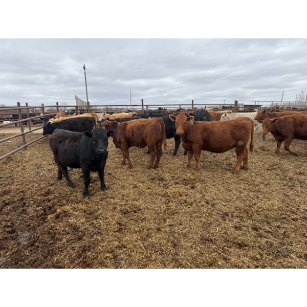 Chipping Hill Cattle Co. - 525# May Delivery Heifers - 65 Head (MacGregor, MB)