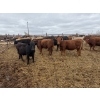Image 1 : Chipping Hill Cattle Co. - 525# May Delivery Heifers - 65 Head (MacGregor, MB)