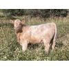Image 2 : Lazy J Cattle Co. - 840# February Weaned Steers - 120 Head (Crossfield, AB)