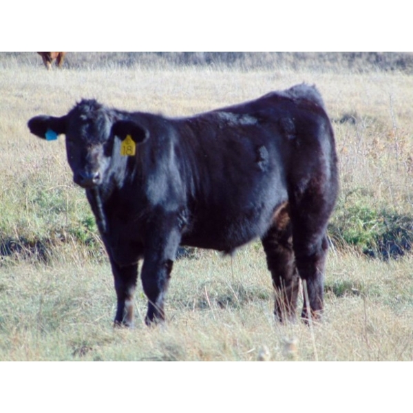 Cody Plumb - 680# October Delivery Steer Calves - 35 Head (Enchant, AB)