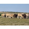 Image 9 : Wyatt & Meg Isaacson - 1000# Sept/Oct Delivery Grass Steers - 95 Head (Killdeer, SK)