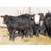 Image 3 : CDA Farms Ltd. - 990# February Delivery Steers - 45 Head (Lemberg, SK)