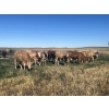 Image 4 : Kirk Goldsmith - 890# October Delivery Grass Heifers - 117 Head (Veteran, AB)