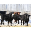 Image 4 : Right Cross Ranch - 550# February Delivery Heifers - 85 Head (Kisbey, SK)