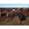 Image 6 : Van Hall Cattle Co. - 930# April/May Delivery Steers - 120 Head (Scandia, AB)