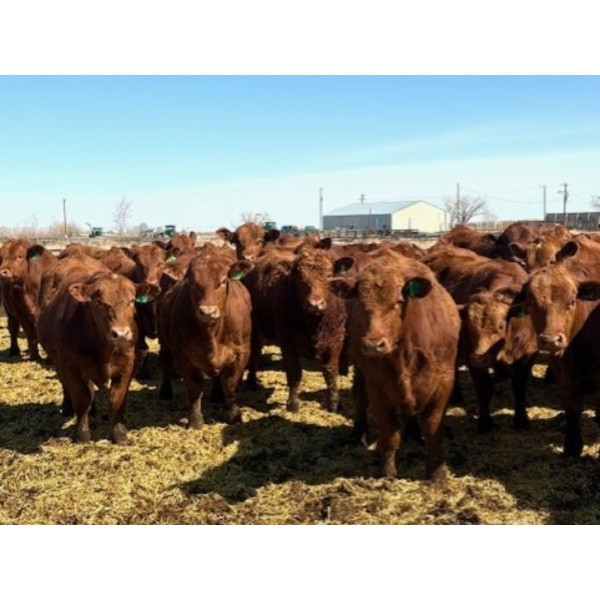 Van Hall Cattle Company Ltd. - 990# April Delivery Steers - 114 Head (Scandia, AB)