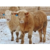 Image 11 : Justin & Kryston Tateson - 900# March Delivery Weaned Steers - 200 Head (Scandia, AB)