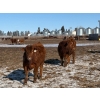 Image 6 : Four Harts Cattle Co. - 940# March/April Delivery Steers - 265 Head (Vermilion, AB)