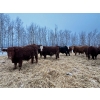 Image 4 : Chris Bartel - 1025# February Delivery Steers - 60 Head (Fort Vermilion, AB)