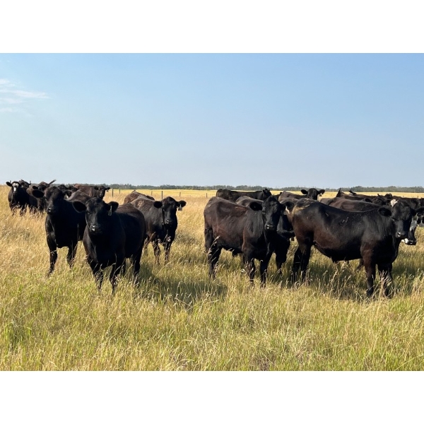 Wolverine Cattle Co. - 950# September Grass Steers - 240 Head (Guernsey, SK)