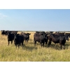 Image 1 : Wolverine Cattle Co. - 950# September Grass Steers - 240 Head (Guernsey, SK)