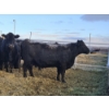 Image 12 : Brent & Tyler Stammers - 5 Black Cows 'K' Tags (Pen 715)