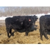 Image 3 : Double X Management - 46 1st - 4th Calvers (Langruth, MB)