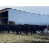 Image 3 : Houston Farms - 630# March Delivery Steers - 55 Head (Eckville, AB)