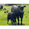 Image 7 : 9X Enterprises - 530# October Delivery Heifer Calves - 65 Head (Patricia, AB)