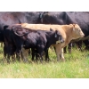 Image 12 : Calvin Rydzik - 525# November Delivery Heifer Calves - 110 Head (Glenavon, SK)