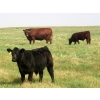 Image 5 : Saddle Ridge & S-S Ranch - 650# October Delivery Steer Calves - 180 Head (Strathmore, AB)
