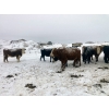 Image 17 : Merrick Campbell Herd Dispersal - 44 4 & 5 Year-Old Bred Cows (Calahoo, AB) VBP+
