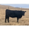 Image 3 : One Mile Ranch - 13 Black Angus Spring Calving Bred Heifers (Cowley, AB)