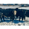 Image 5 : Sturgeon River Ranch - 725# March Delivery Steers - 85 Head (Rockyford, AB)