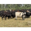 Image 5 : Richards Family Farms & Livestock Ltd. - 725# October Delivery Grass Heifers - 85 Head (Bangor, SK) 