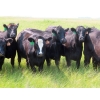 Image 9 : D & N Livestock - 1025# October Delivery Grass Heifers - 120 Head (Peebles, SK) VBP+