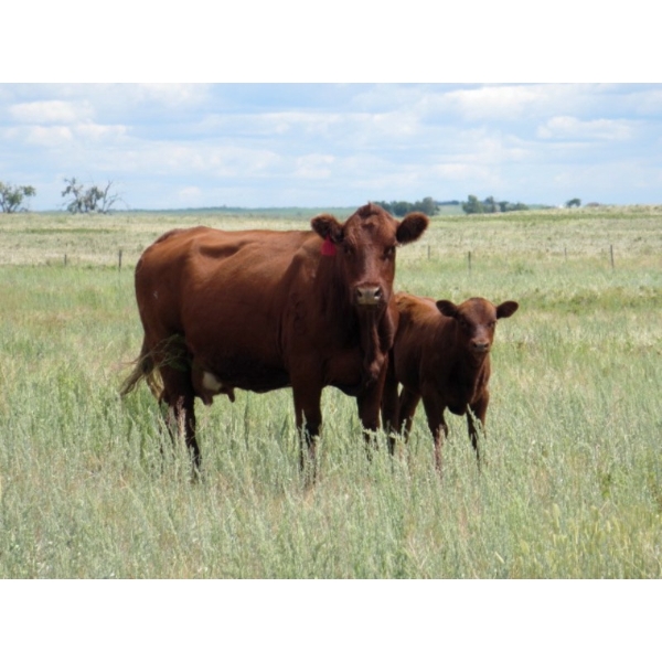 Darren Wagner - 550# November Delivery Steer Calves - 100 head (Leader, SK)