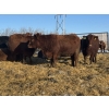 Image 4 : Fox Cattle Co. - 25 Red/RBF Simm X May Caving Bred Heifers (Foam Lake, SK)