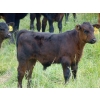 Image 9 : Mt. Sentinel Ranch Ltd. - 540# October Delivery Steer Calves - 115 Head (Longview, AB)