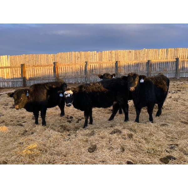 L & J Ranch - 715# January Delivery Heifers - 26 Head (Harptree, SK)